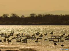 コハクチョウ　⑤　210211 