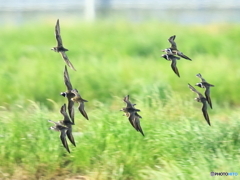 ムナグロ　200512 