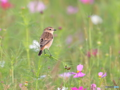 コスノビ　⑤　201007