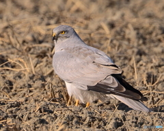 ハイイロチュウヒ・オス　①　190129