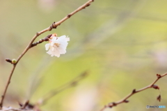 早春の植物園　④　190104 