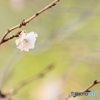 早春の植物園　④　190104 