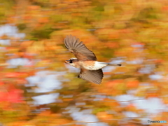 ドングリカケス　201103