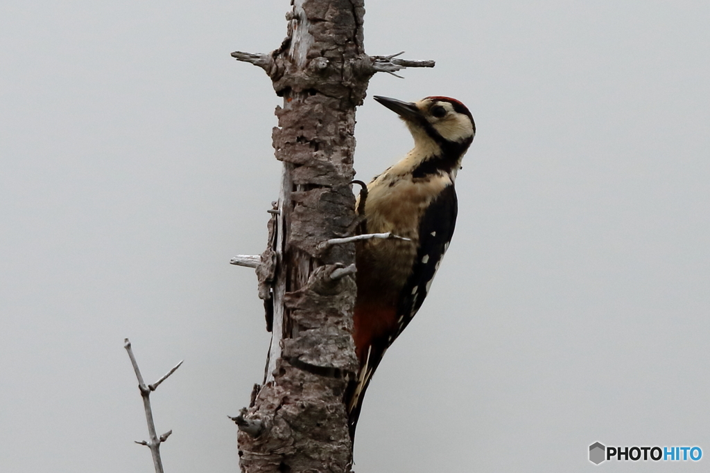 170813 オオアカゲラ