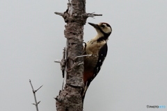 170813 オオアカゲラ