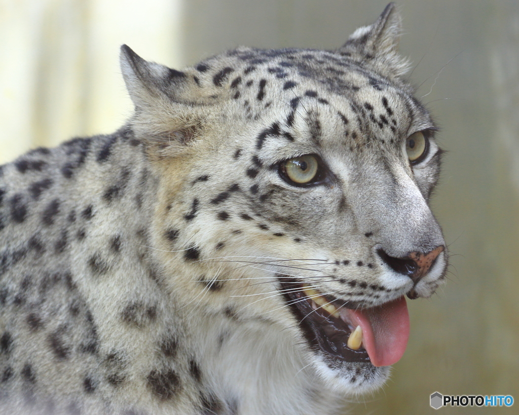 東山動物園の猛獣　190704
