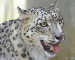 東山動物園の猛獣　190704