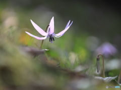 カタクリの花　③　200318 