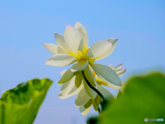 ハスの花　②　210713 