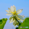 ハスの花　②　210713 