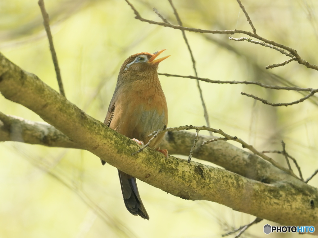 ガビチョウ　④　200425