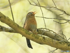ガビチョウ　④　200425