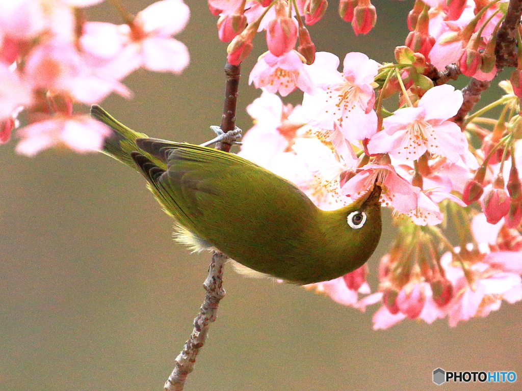 河津桜　①　200222