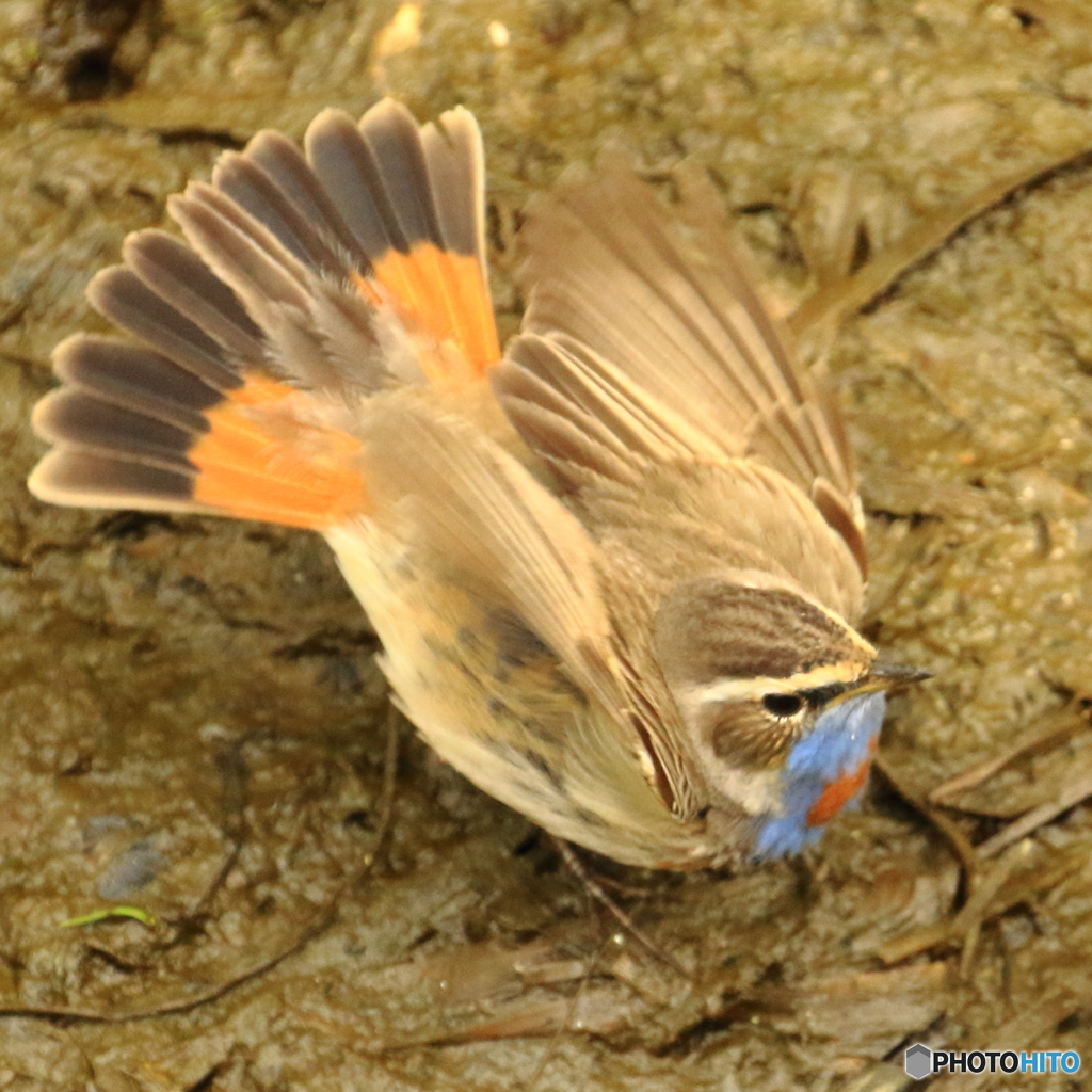 170427　珍鳥オガワコマドリ