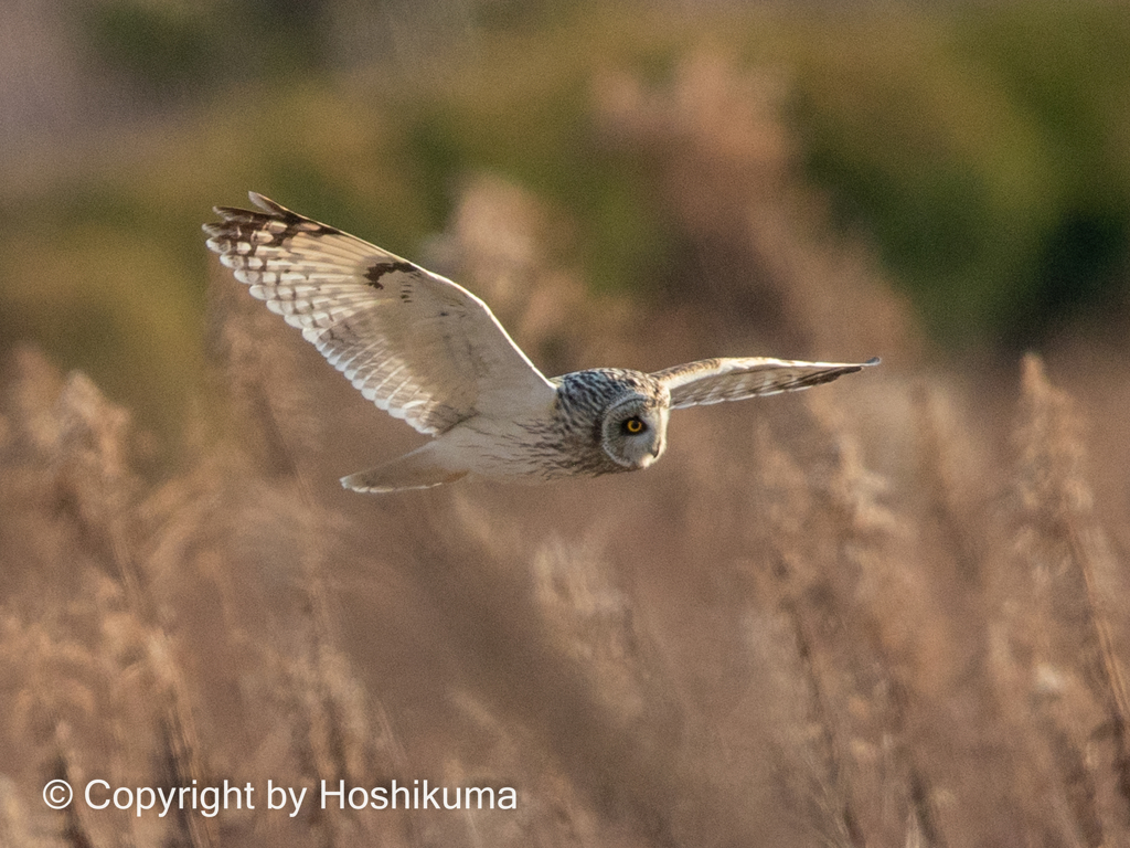コミミズクの狩り　④　220117 