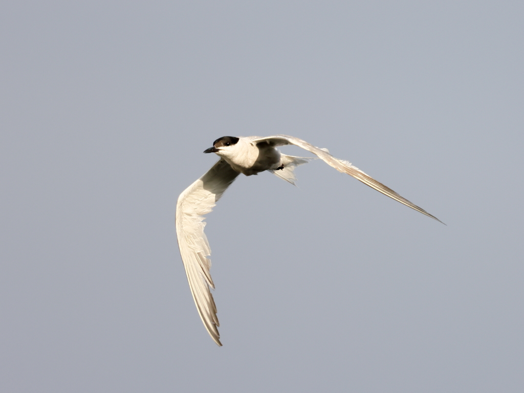 クロハラアジサシ　②　200909 