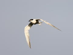 クロハラアジサシ　②　200909 