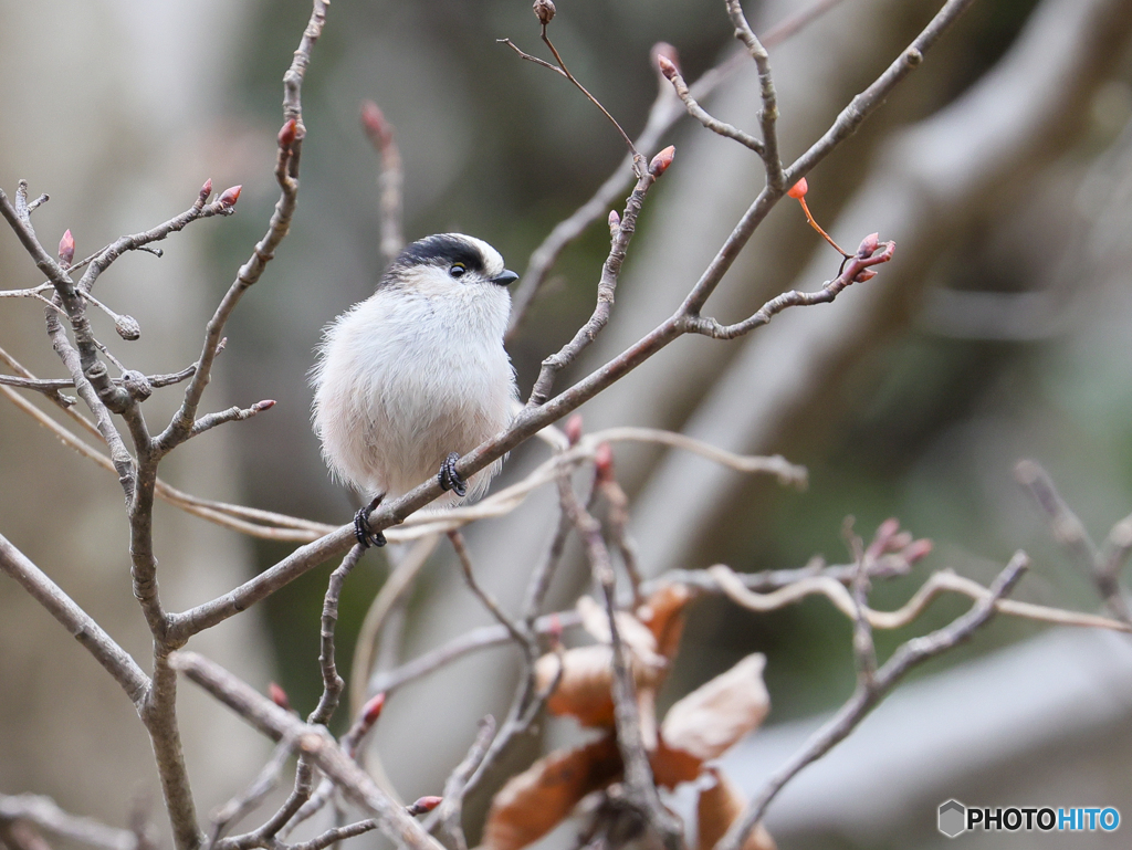 五目鳥撮り　②　210111