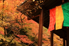 永観堂の紅葉　②　181123