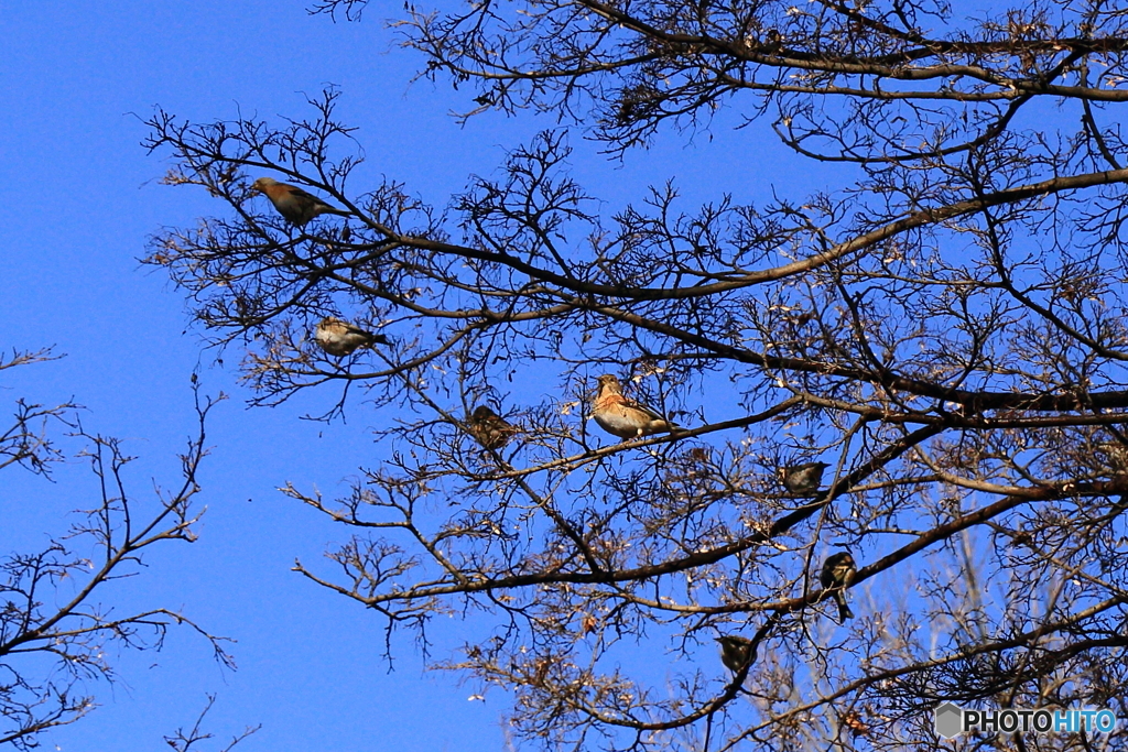 170117 アトリの群れ　壱