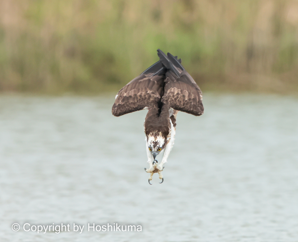 ミサゴ　①　20220915