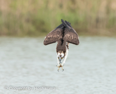 ミサゴ　①　20220915