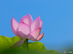 ハスの花　③　210713 