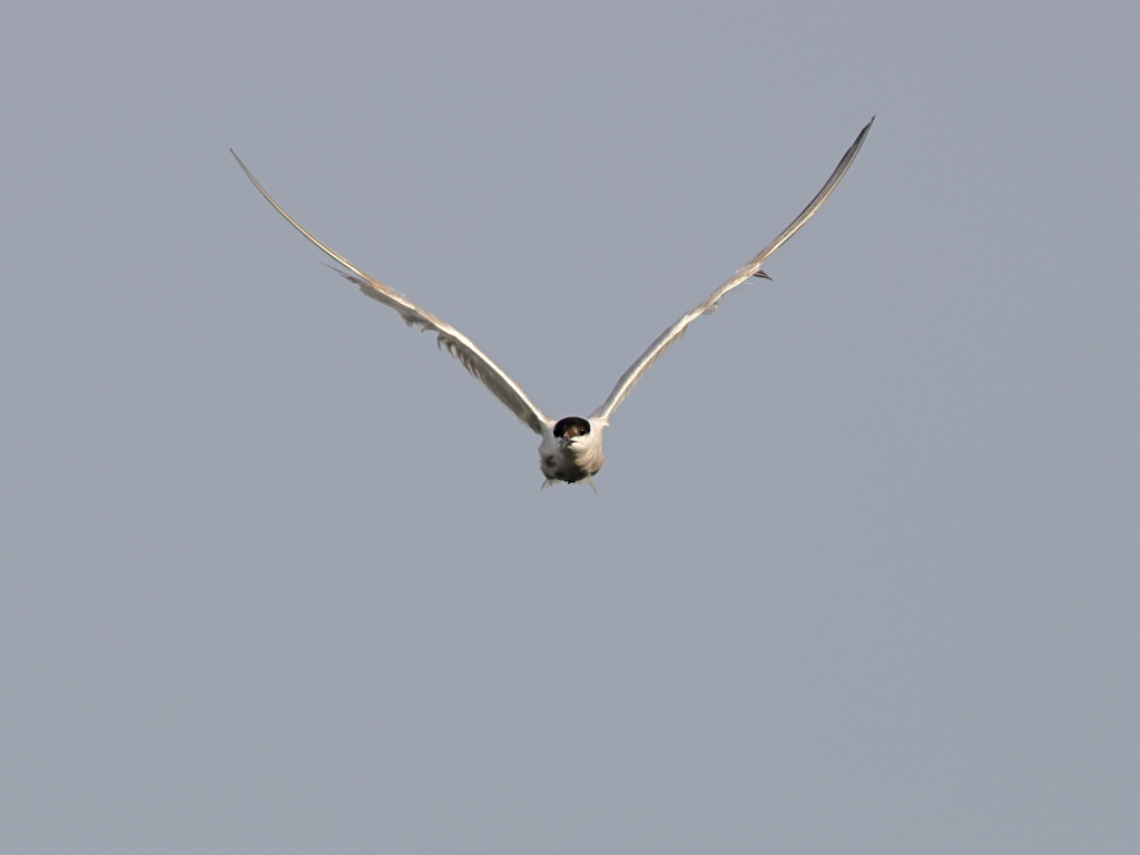 クロハラアジサシ　⑦　200909 