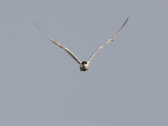 クロハラアジサシ　⑦　200909 