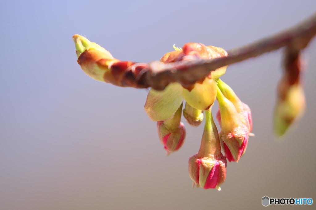 170225 河津桜　まだまだ！