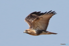 161007伊良湖岬　タカの渡り