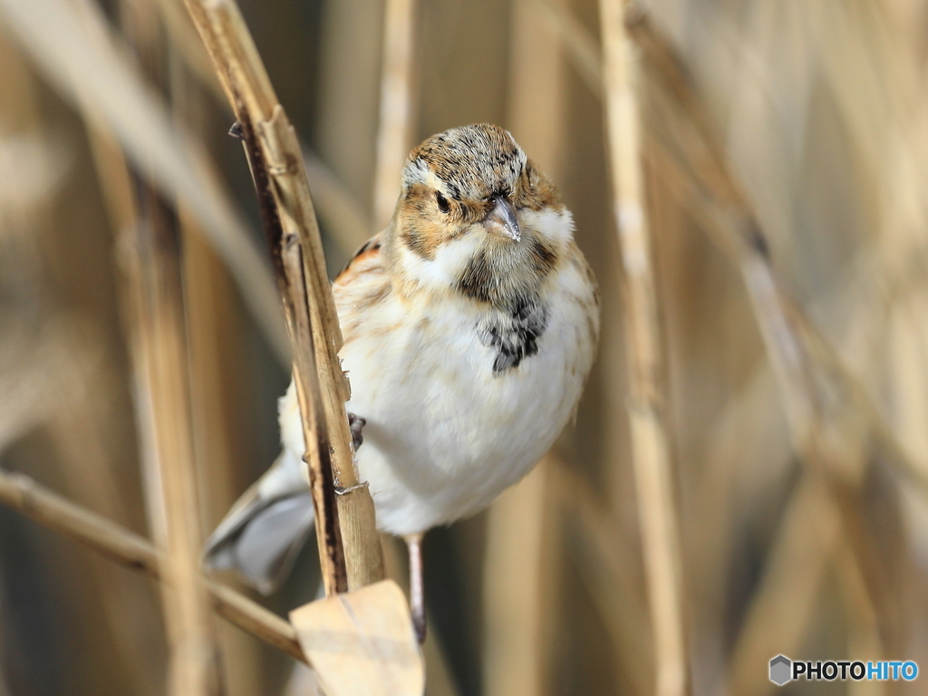 オオジュリン　①　200219 