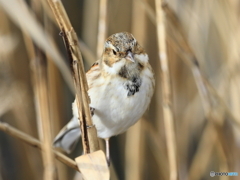 オオジュリン　①　200219 