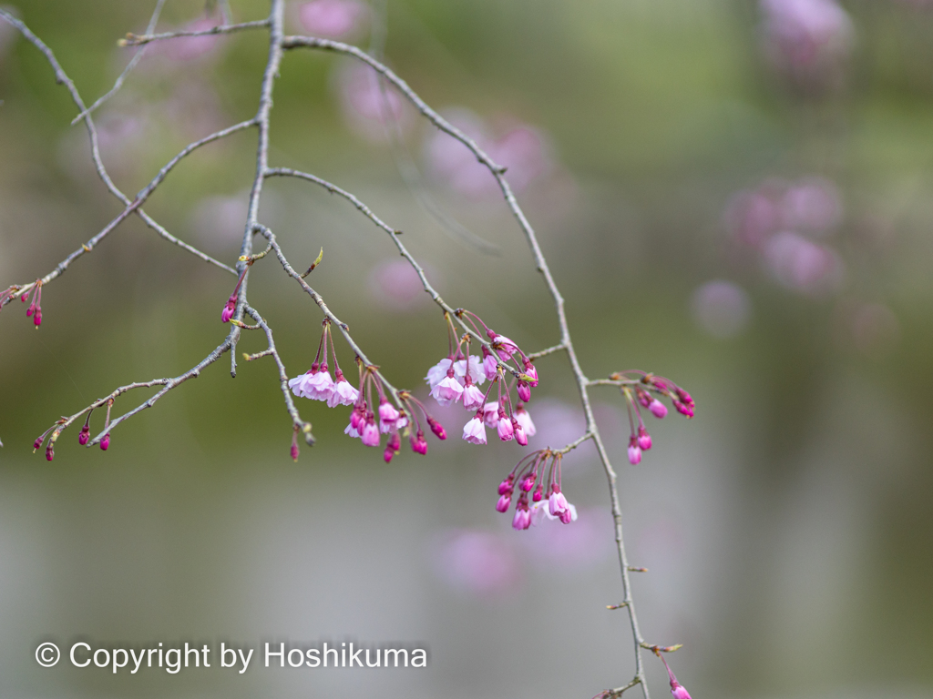SAKURA   ④　220401