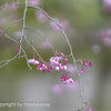 SAKURA   ④　220401
