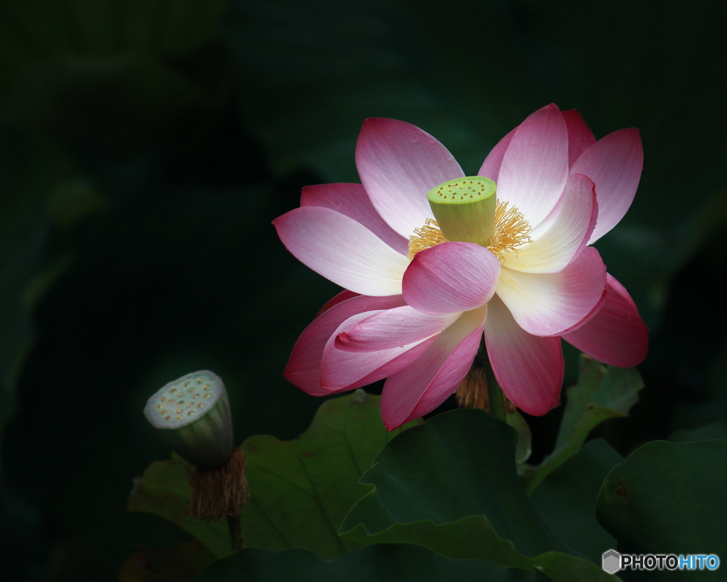 ハスの花　②　190714