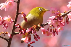 桜とメジロ　②　180310