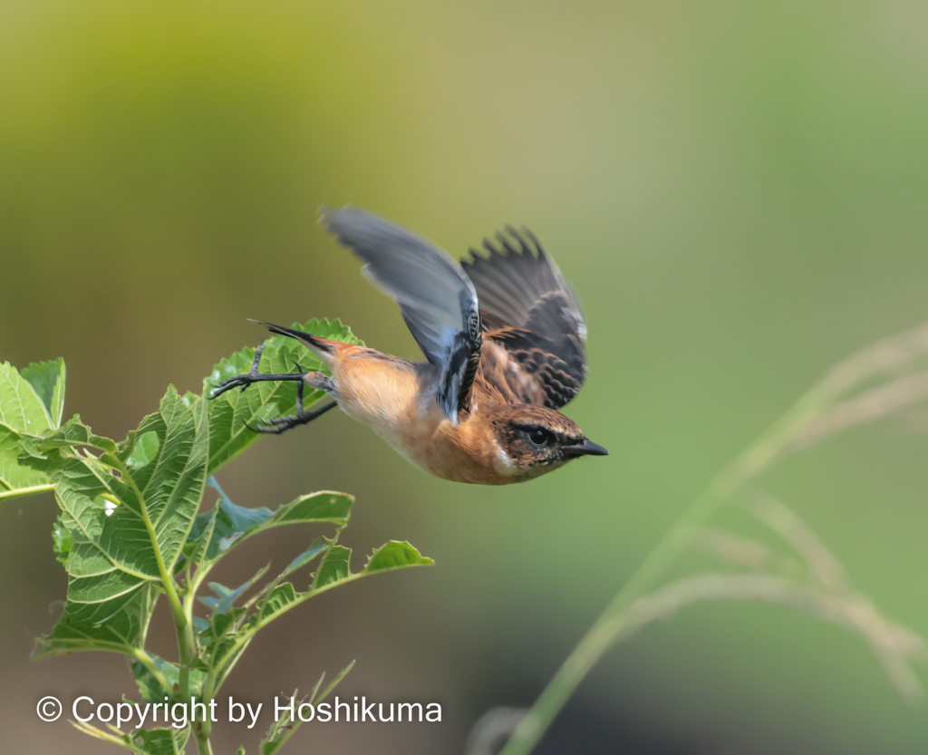 ノビタキ　⑧　20221004 