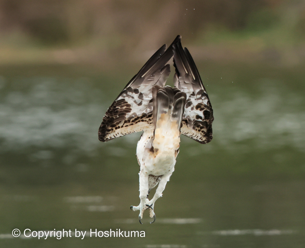 ミサゴ　②　20220915 