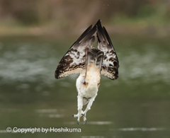 ミサゴ　②　20220915 