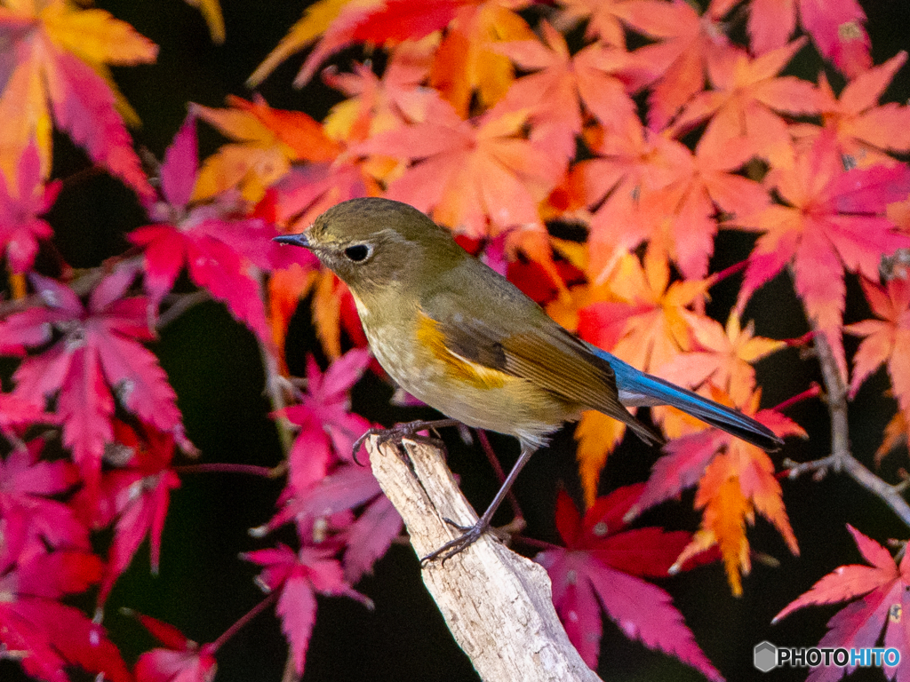 ルリビタキ　③　201213