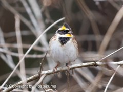 ミヤマホオジロ　②　220219 