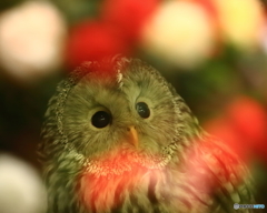 富士花鳥園　①　190408 