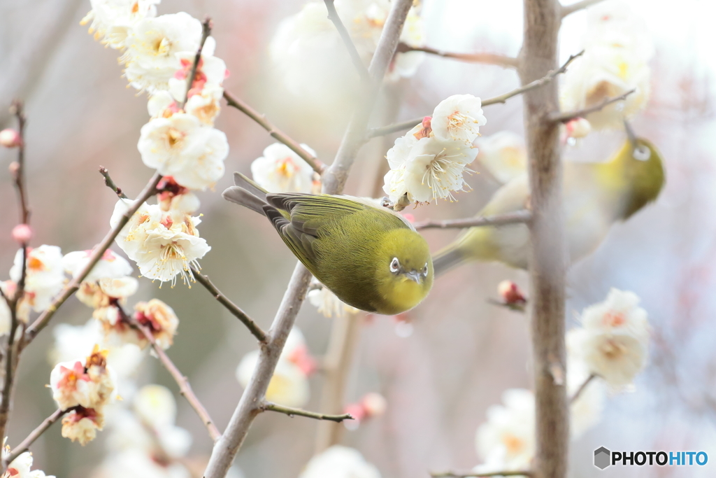 170223 ウメジロー　仲間達