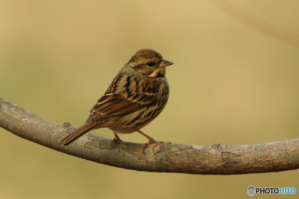 170207 カシラダカ