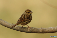 170207 カシラダカ