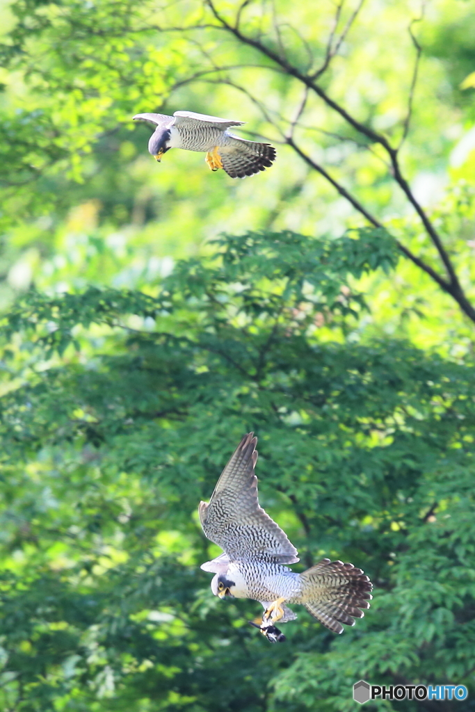 ハヤブサ　餌渡し　②　180526