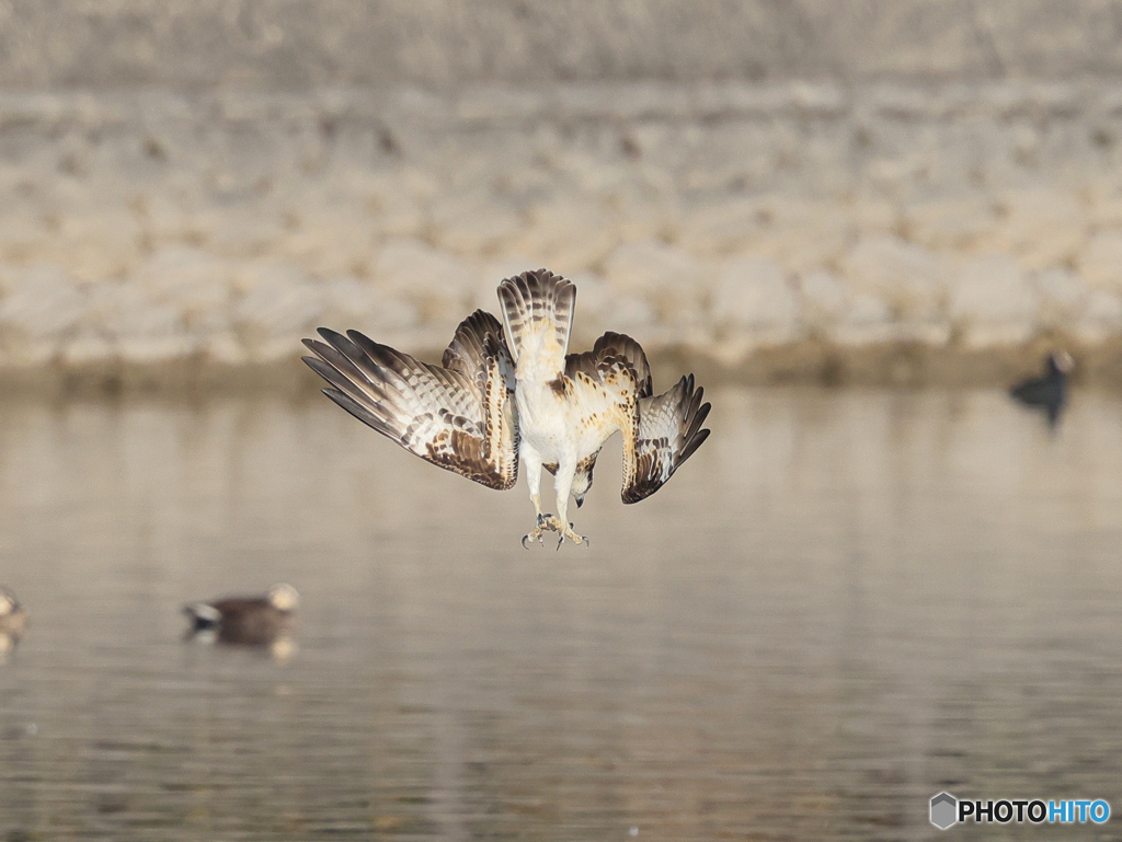 ミサゴ　⑥　210126 