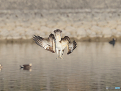 ミサゴ　⑥　210126 