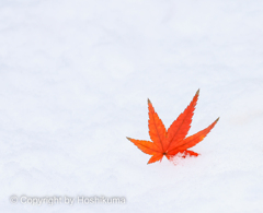 雪モミジ　①　20221224 